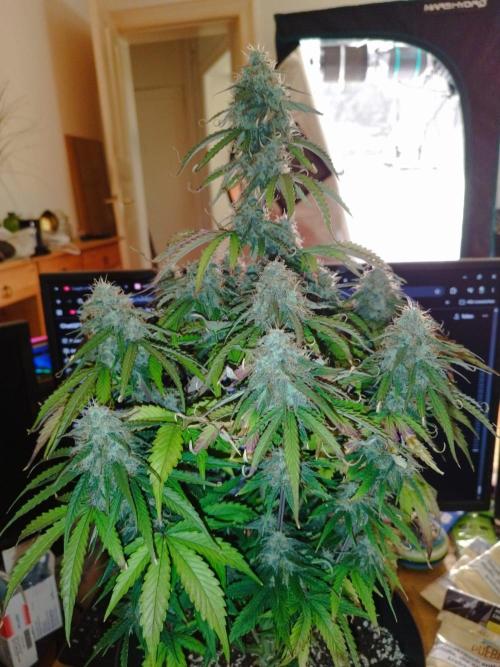 milky way F1 auto free gift - non stress. Week 9 - 27.7.