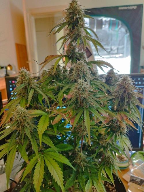 milky way F1 auto free gift - non stress. Week 9 - 27.7.