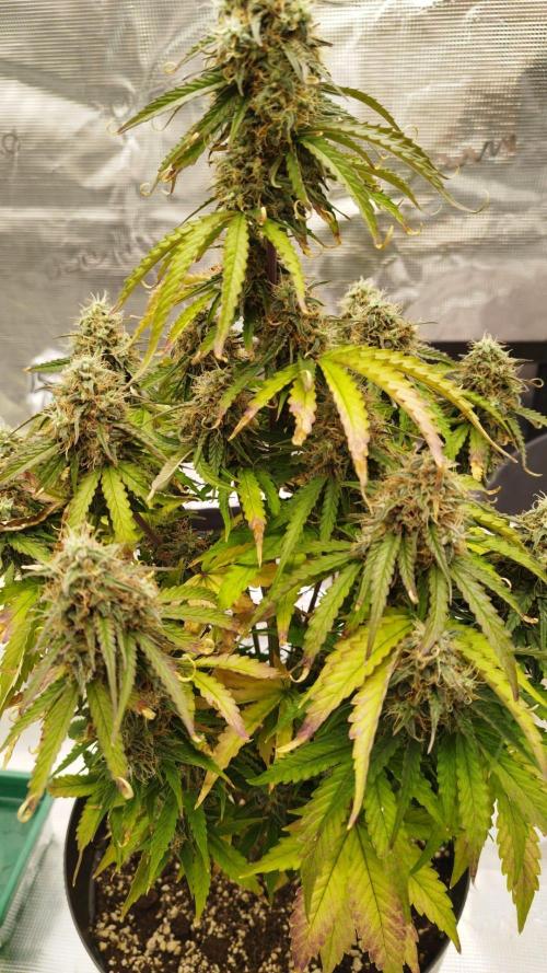milky way F1 auto free gift - non stress. Week 9 - 29.7.