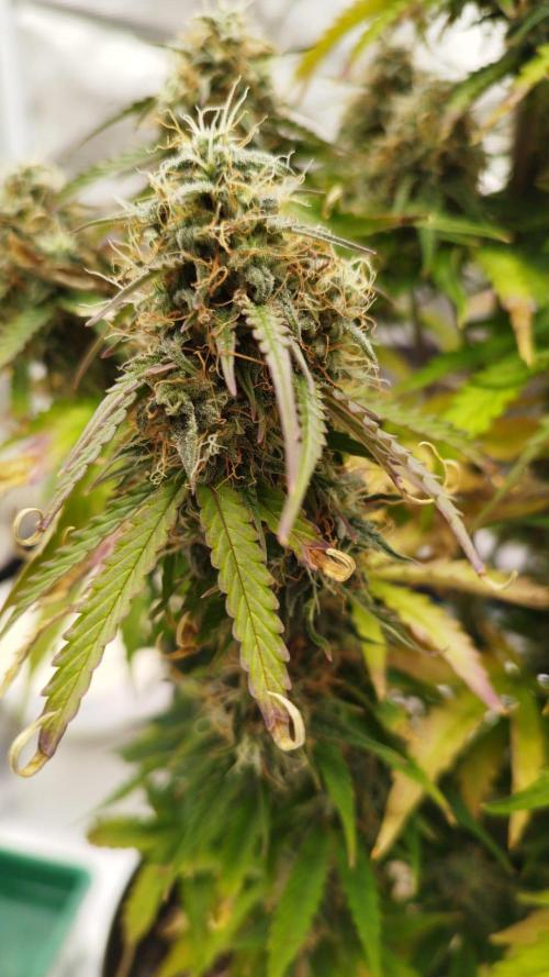 milky way F1 auto free gift - non stress. Week 9 - 29.7.