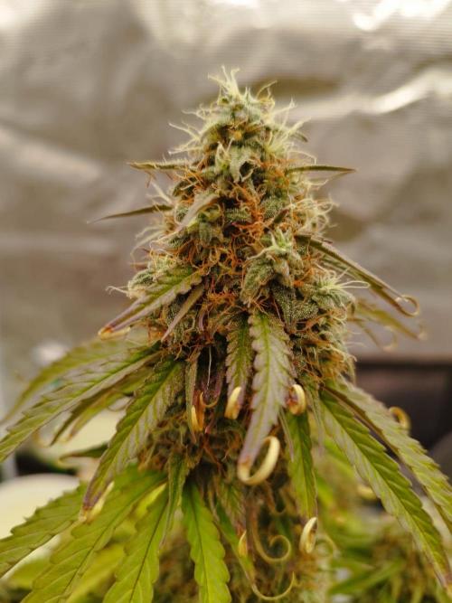 milky way F1 auto free gift - non stress. Week 9