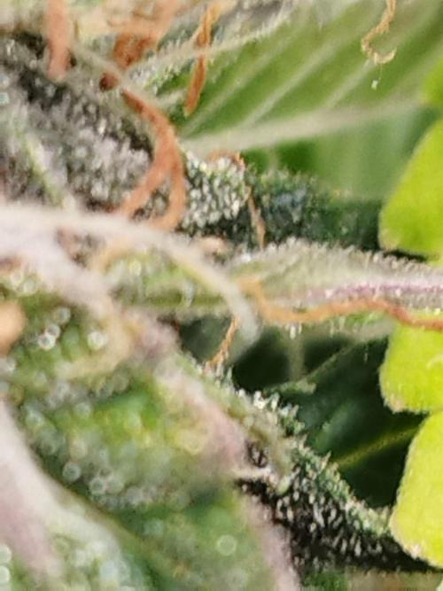 milky way F1 auto free gift - non stress. Week 9