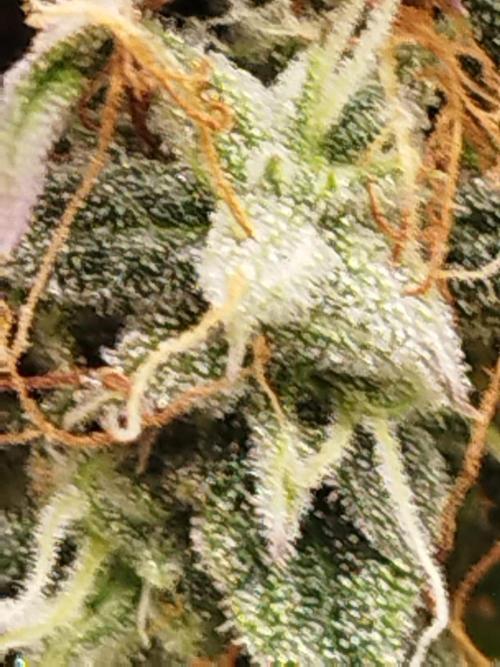milky way F1 auto free gift - non stress. Week 9