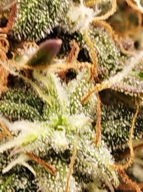 milky way F1 auto free gift - non stress. Week 9