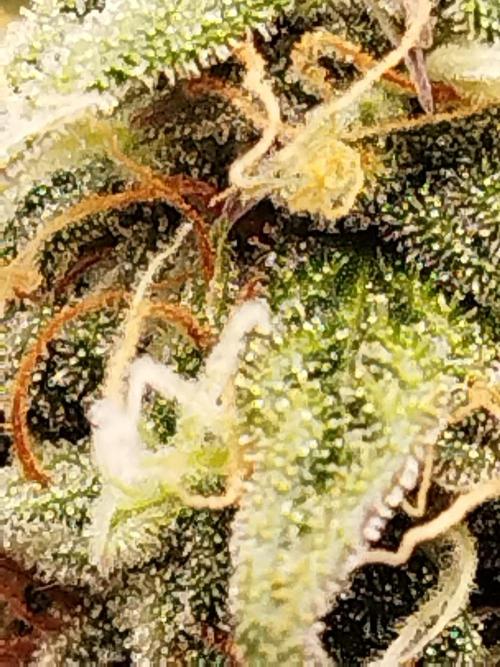 milky way F1 auto free gift - non stress. Week 9