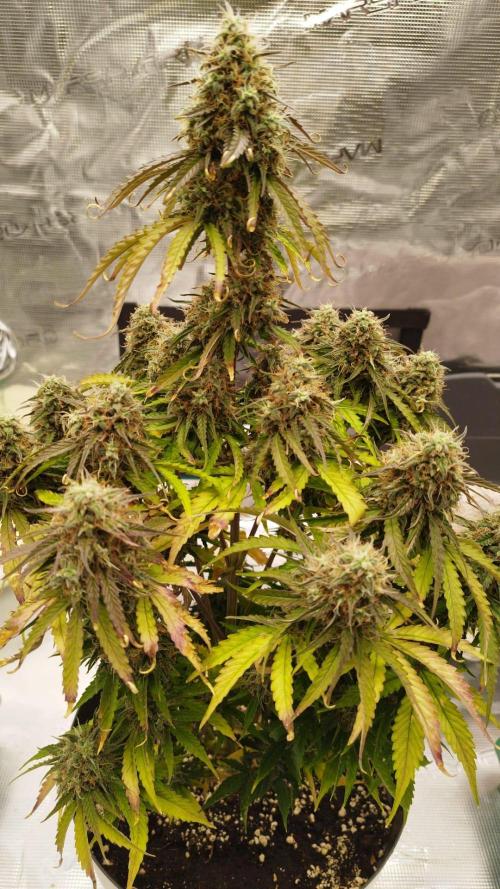 milky way F1 auto free gift - non stress. Week 9 - 2.8.