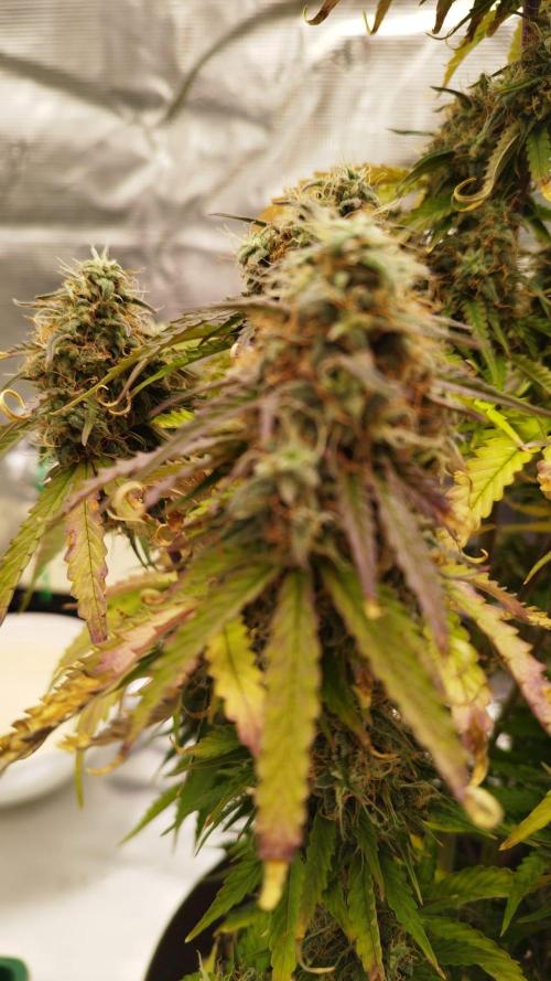 milky way F1 auto free gift - non stress. Week 9