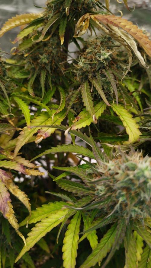 milky way F1 auto free gift - non stress. Week 9