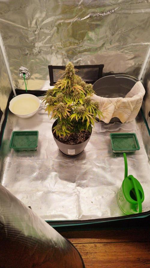milky way F1 auto free gift - non stress. Week 9