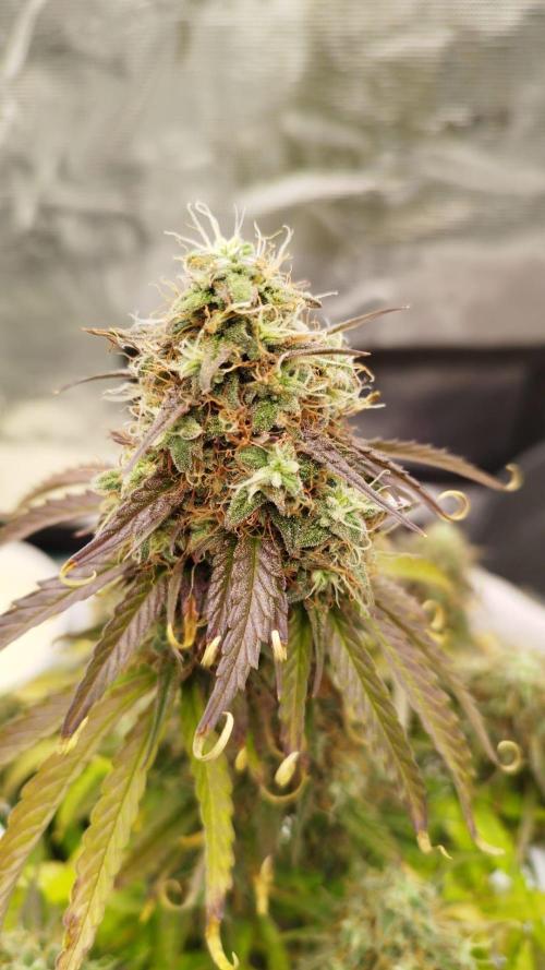 milky way F1 auto free gift - non stress. Week 10