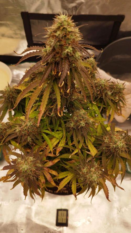 milky way F1 auto free gift - non stress. Week 10