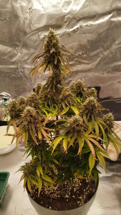 milky way F1 auto free gift - non stress. Week 10