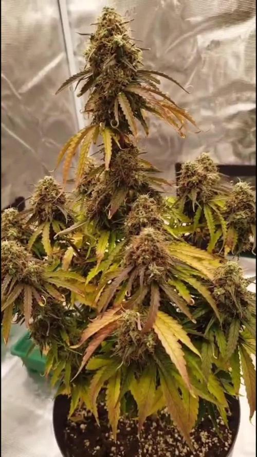 milky way F1 auto free gift - non stress