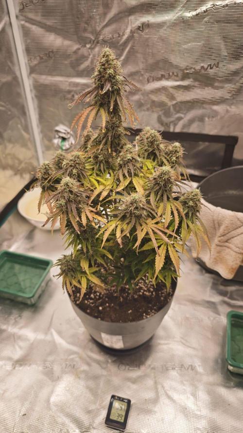 milky way F1 auto free gift - non stress. Week 10