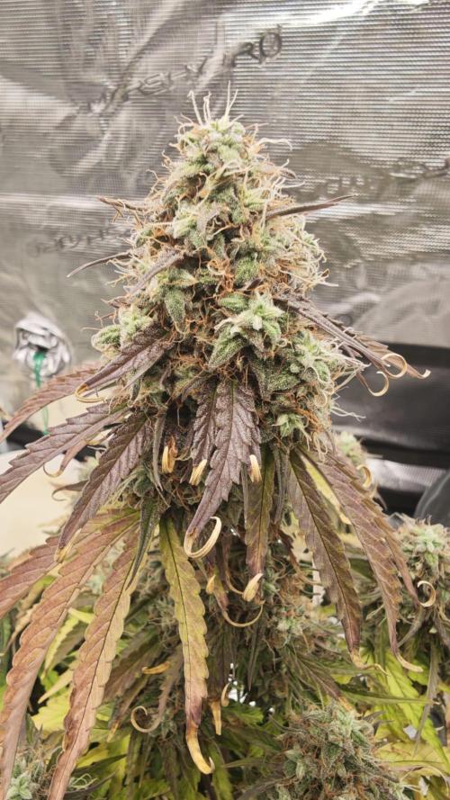 Milky Way F1. Week 10