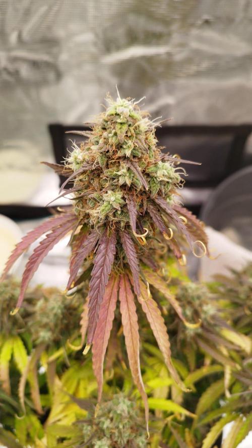 milky way F1 auto free gift - non stress. Week 10 - 6.08.