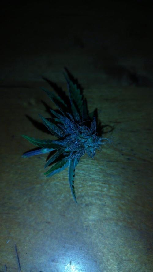 Milky Way F1. Week 10