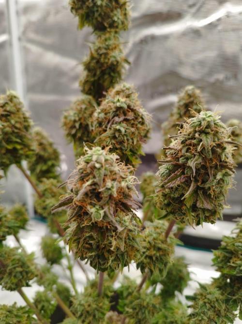 milky way F1 auto free gift - non stress. Week 10