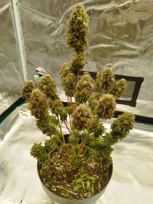 milky way F1 auto free gift - non stress. Week 10