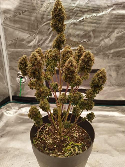 milky way F1 auto free gift - non stress. Week 10 - the end