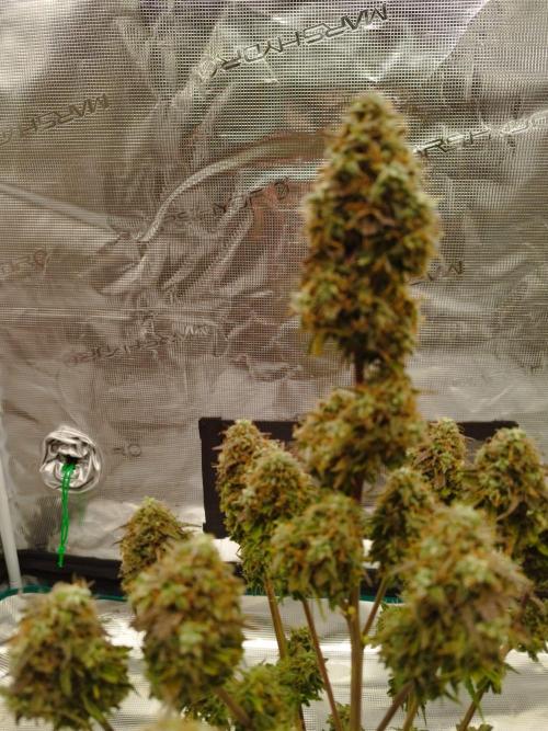 milky way F1 auto free gift - non stress. Week 10