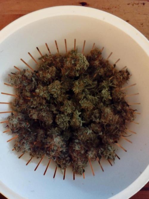 milky way F1 auto free gift - non stress. Week 11