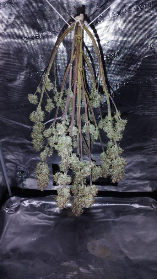 milky way F1 auto free gift - non stress. Week 11