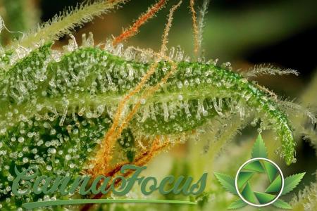 Comment by cannafocus photo #1