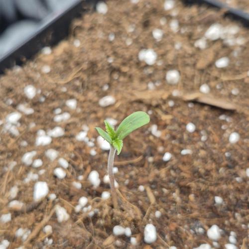 Je to jen rajče mami.... Week 0 - Squirt