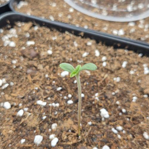 Je to jen rajče mami.... Week 0 - Grandpa's diesel