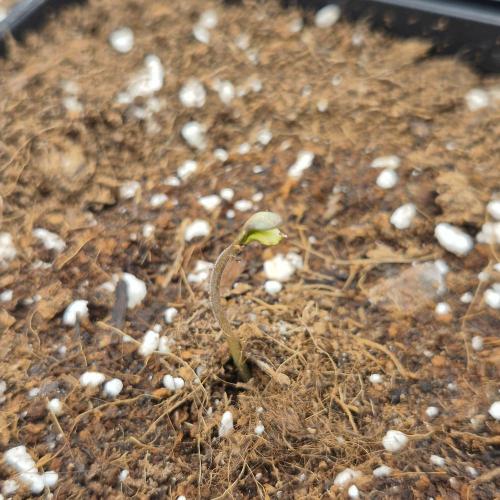 Je to jen rajče mami.... Week 0 - Blueberry pancakes