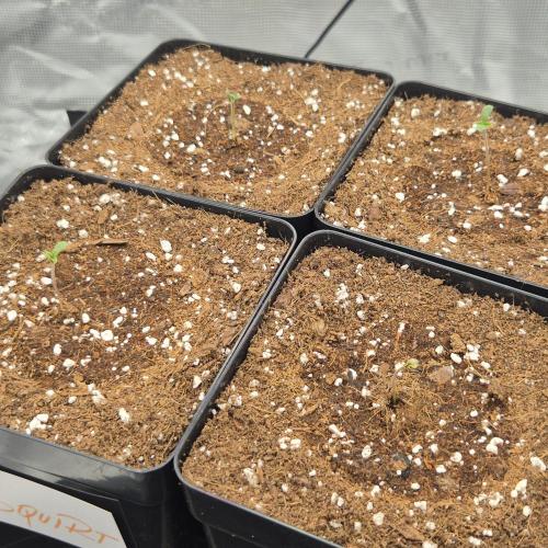 Je to jen rajče mami.... Week 0