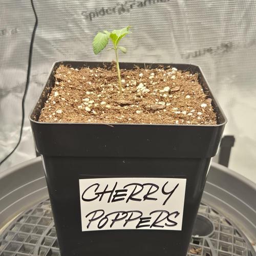 Je to jen rajče mami.... Week 1