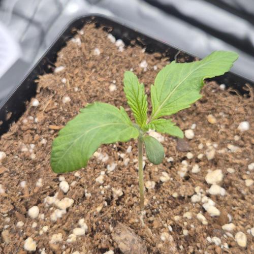 Je to jen rajče mami.... Week 1