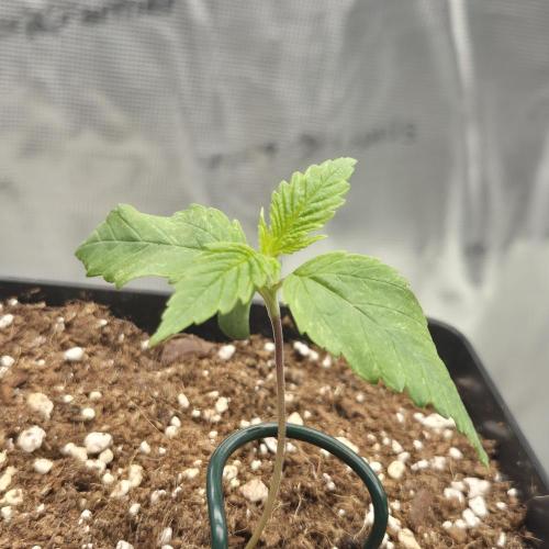 Je to jen rajče mami.... Week 1