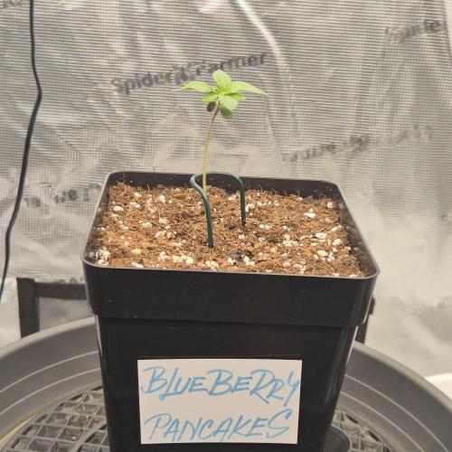 Je to jen rajče mami.... Week 1