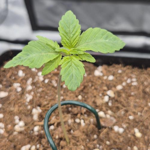 Je to jen rajče mami.... Week 1