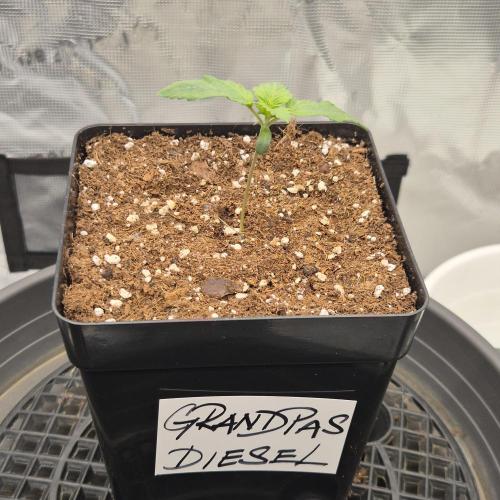 Je to jen rajče mami.... Week 1