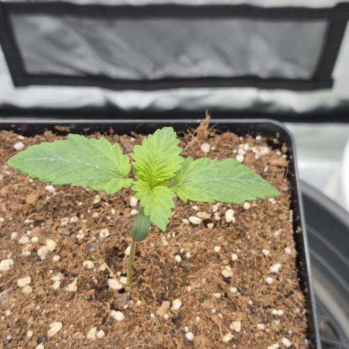 Je to jen rajče mami.... Week 1