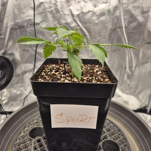 Je to jen rajče mami.... Week 2