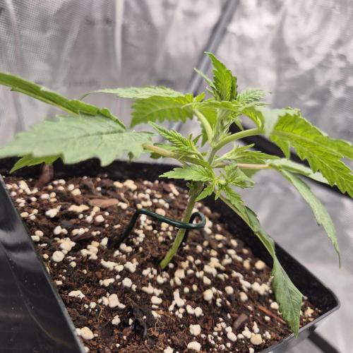 Je to jen rajče mami.... Week 2