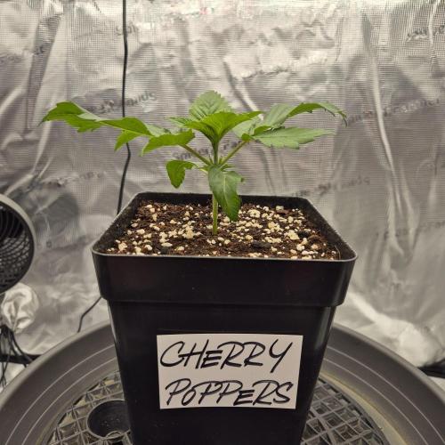 Je to jen rajče mami.... Week 2