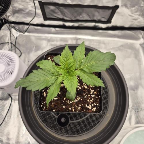 Je to jen rajče mami.... Week 2