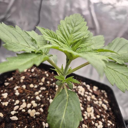 Je to jen rajče mami.... Week 2