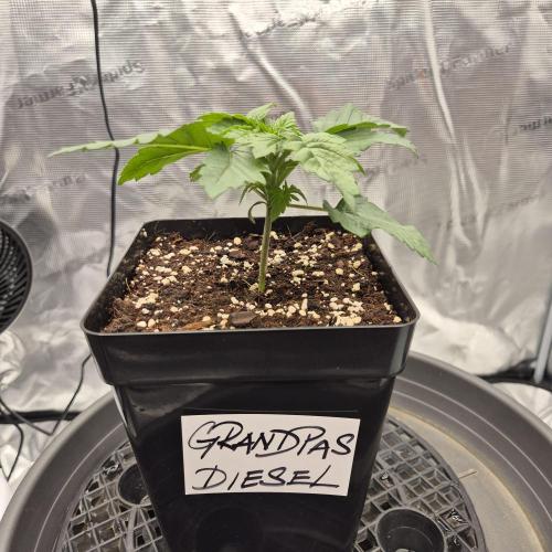 Je to jen rajče mami.... Week 2