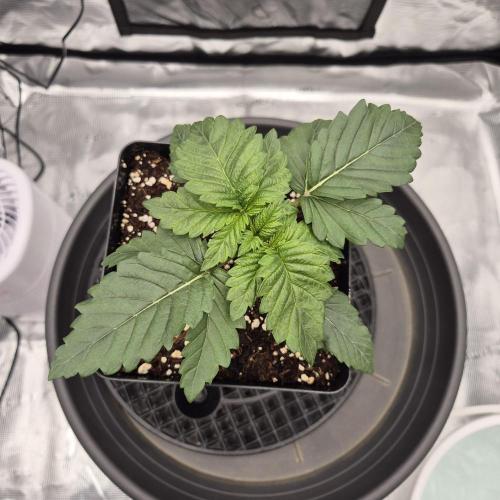 Je to jen rajče mami.... Week 2