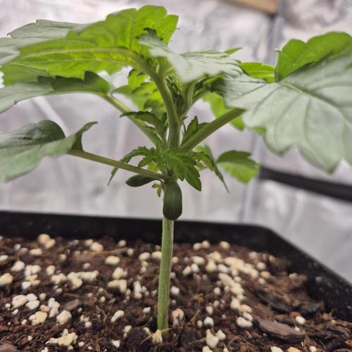 Je to jen rajče mami.... Week 2