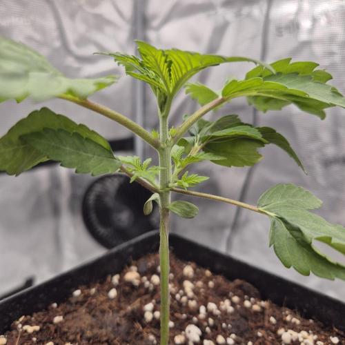 Je to jen rajče mami.... Week 2