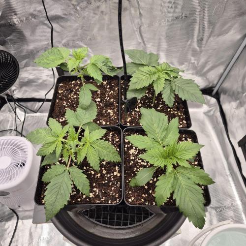 Je to jen rajče mami.... Week 2