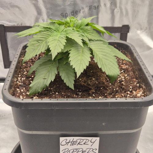 Je to jen rajče mami.... Week 3